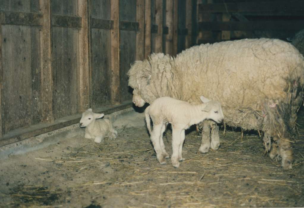 Farms, sheep, lamb, history of Iowa, Iowa History, Animals, Faris, Adam, Peru, IA, Iowa, dorset