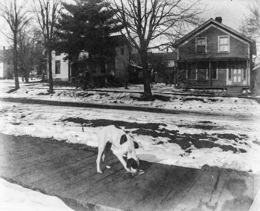 IA, Iowa, Iowa History, correct date needed, snow, photographer's shadow, Cities and Towns, Anamosa Library & Learning Center, history of Iowa, dog, Animals