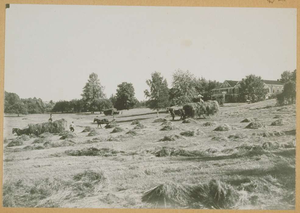grass, horse, Iowa History, farm, Storrs, CT, Archives & Special Collections, University of Connecticut Library, Iowa, history of Iowa