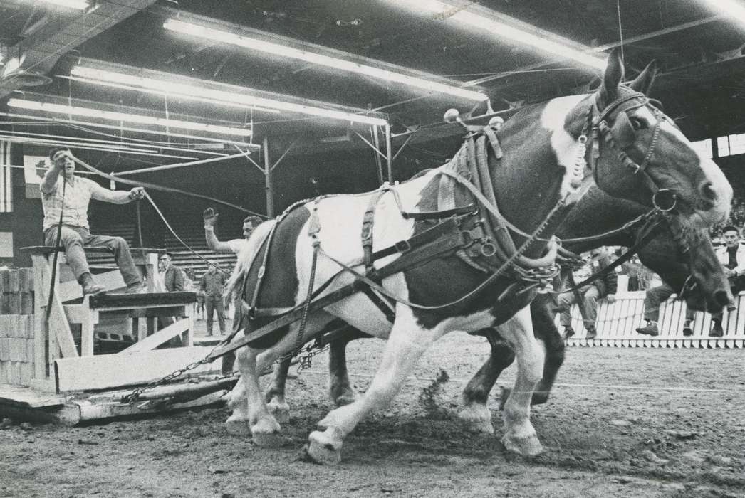 Farming Equipment, Animals, man, Photos, history, ia, Civic Engagement, historic, horse, Iowa, Farms, national cattle congress, cattle congress, IA, Black Hawk, draft horse, Waterloo, horse team, Fairs and Festivals, Grout Museum of History and Science, United States