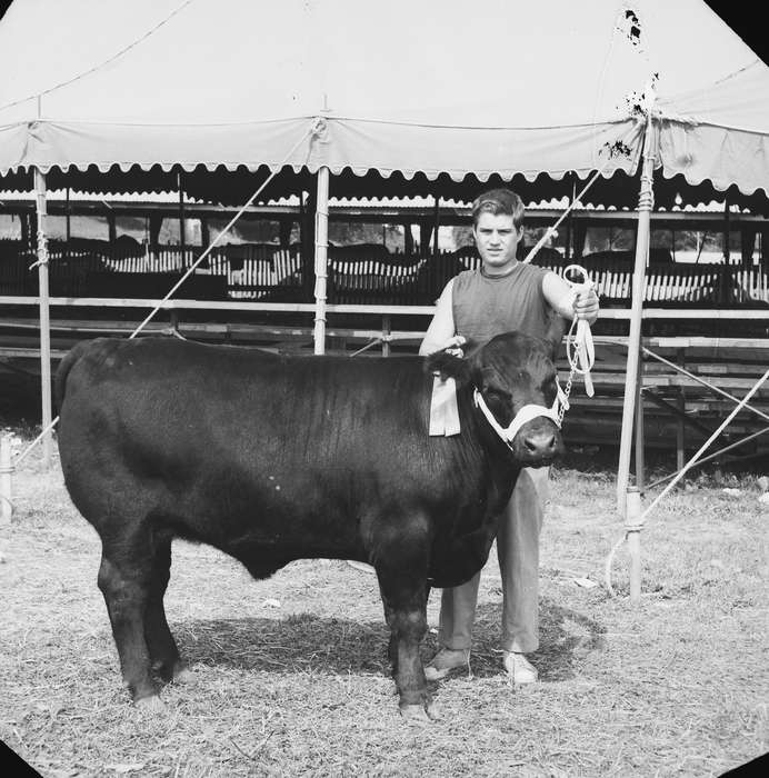 bull, IA, historic, fair, Coon Rapids, Fairs and Festivals, Animals, Portraits - Individual, Iowa, ribbon, United States, Photos, Farms, history, ia, Coon Rapids Enterprise, Children, dairy cow