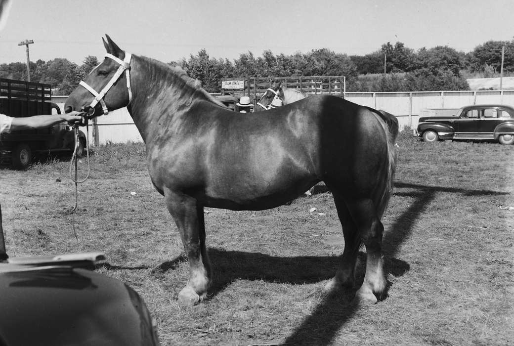 United States, history, ia, horse, Photos, Animals, Coon Rapids Enterprise, county fair, historic, Iowa, IA, Fairs and Festivals, cars, Coon Rapids, Motorized Vehicles