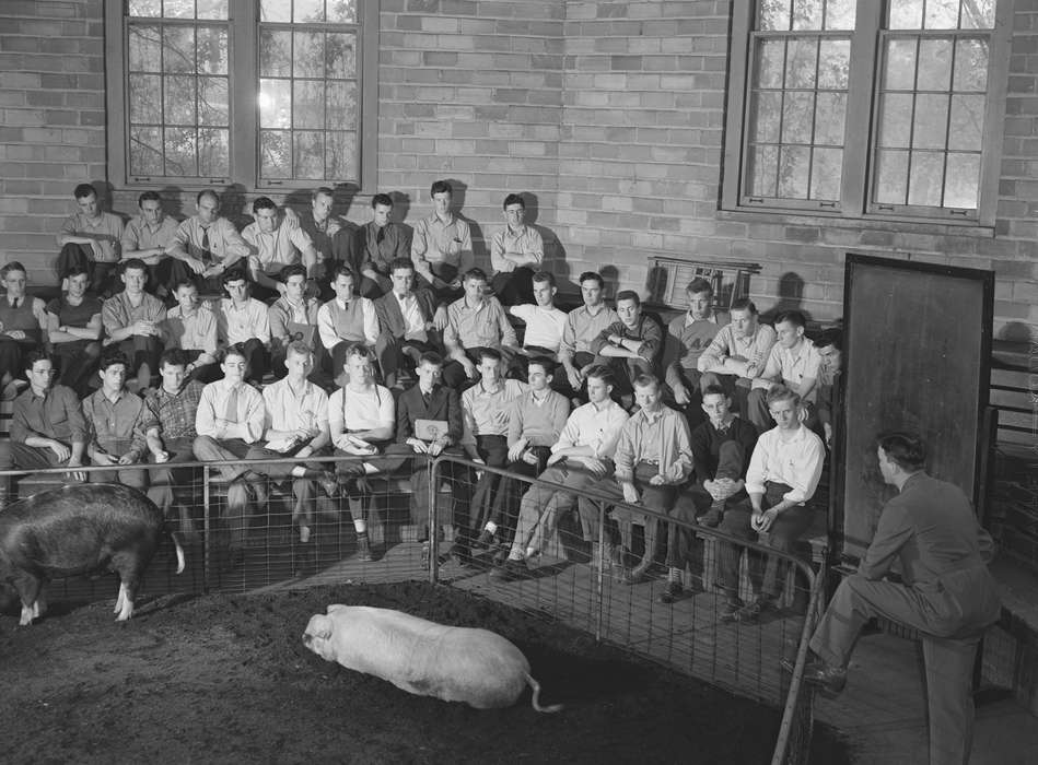 history of Iowa, agriculture, classmates, students, Library of Congress, pig pen, iowa state university, pigs, young men, Schools and Education, Iowa History, Iowa, Animals, classroom, Labor and Occupations