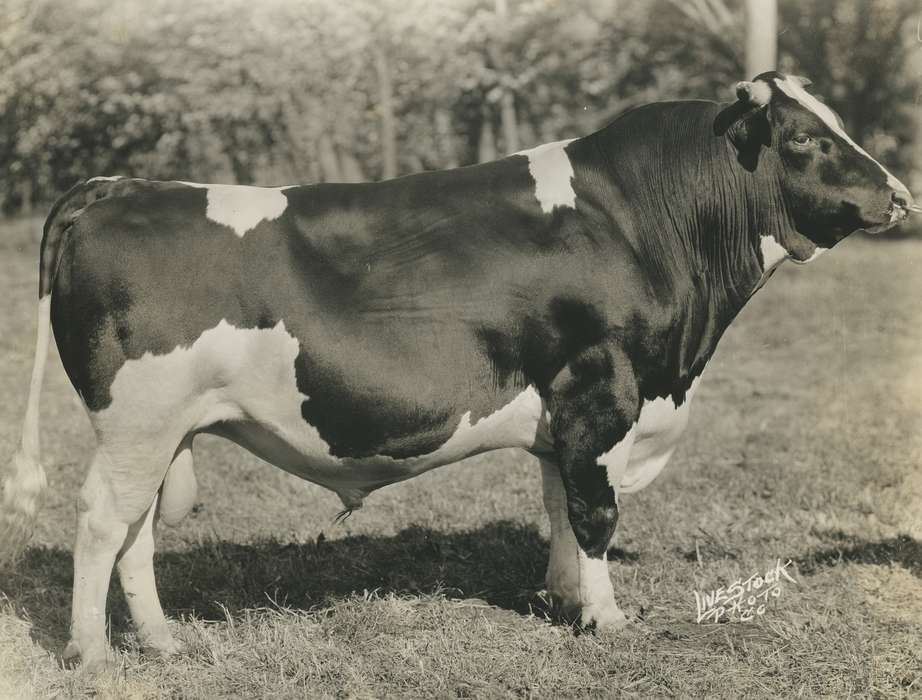 history, Photos, cattle congress, Black Hawk, IA, ia, holstein, Animals, historic, holstein bull, bull, United States, Grout Museum of History and Science, Waterloo, Iowa, national cattle congress