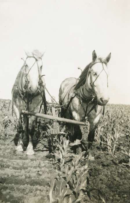 corn, plow, Animals, Farming Equipment, Farms, Iowa History, field, Iowa, Rear, Audrey, history of Iowa, Calmar, IA, horse
