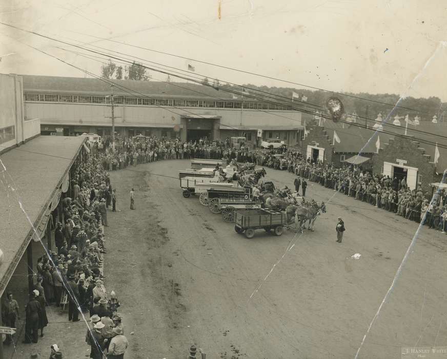 horse, Black Hawk, horse team, Fairs and Festivals, Photos, ia, cattle congress, historic, history, Grout Museum of History and Science, United States, Iowa, Waterloo, IA, Animals, national cattle congress