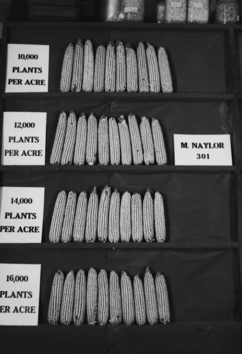 Iowa, IA, United States, Photos, historic, Coon Rapids, history, ia, Coon Rapids Enterprise, corn