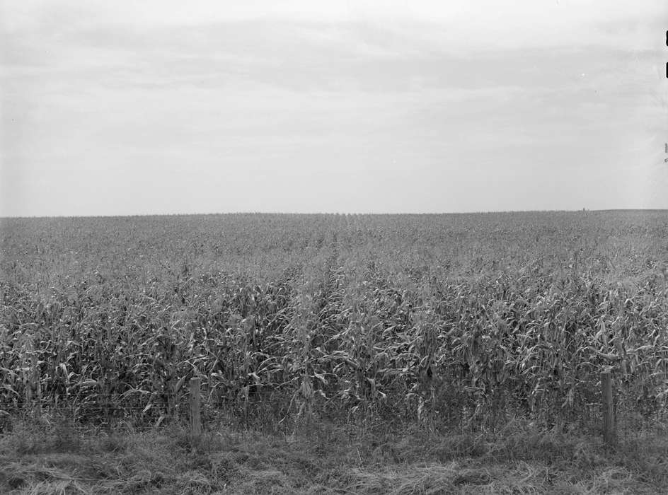 Farms, Landscapes, barbed wire fence, Iowa History, history of Iowa, woven wire fence, Library of Congress, Iowa, cornfield
