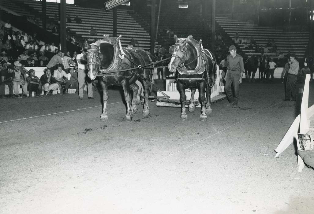 hat, Animals, Entertainment, horse pull, man, Photos, ia, history, historic, horse, audience, Iowa, national cattle congress, cattle congress, IA, Black Hawk, Waterloo, Fairs and Festivals, Grout Museum of History and Science, United States