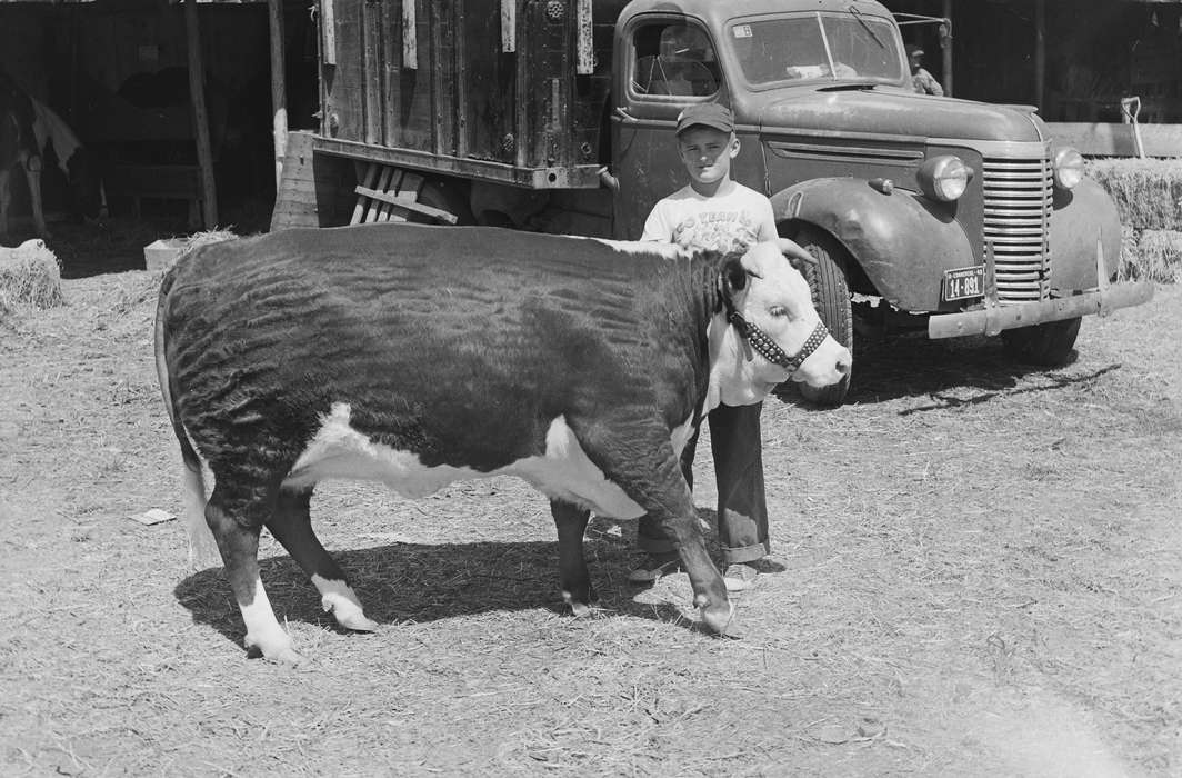 Portraits - Individual, cow, United States, history, ia, Photos, Children, truck, Animals, Coon Rapids Enterprise, county fair, historic, Iowa, IA, Fairs and Festivals, Coon Rapids, Motorized Vehicles