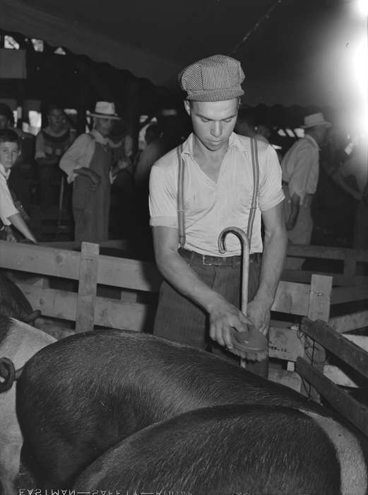 fairgrounds, cane, Library of Congress, Labor and Occupations, Animals, history of Iowa, pigs, Iowa, Children, Iowa History, Barns, pig pen, suspenders, Fairs and Festivals