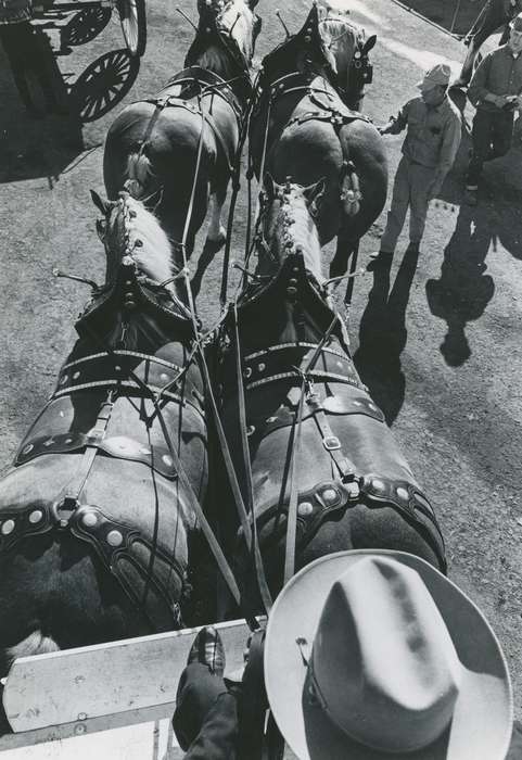 national cattle congress, Animals, cattle congress, Photos, history, ia, IA, historic, horse, Black Hawk, Iowa, Waterloo, Fairs and Festivals, Grout Museum of History and Science, United States