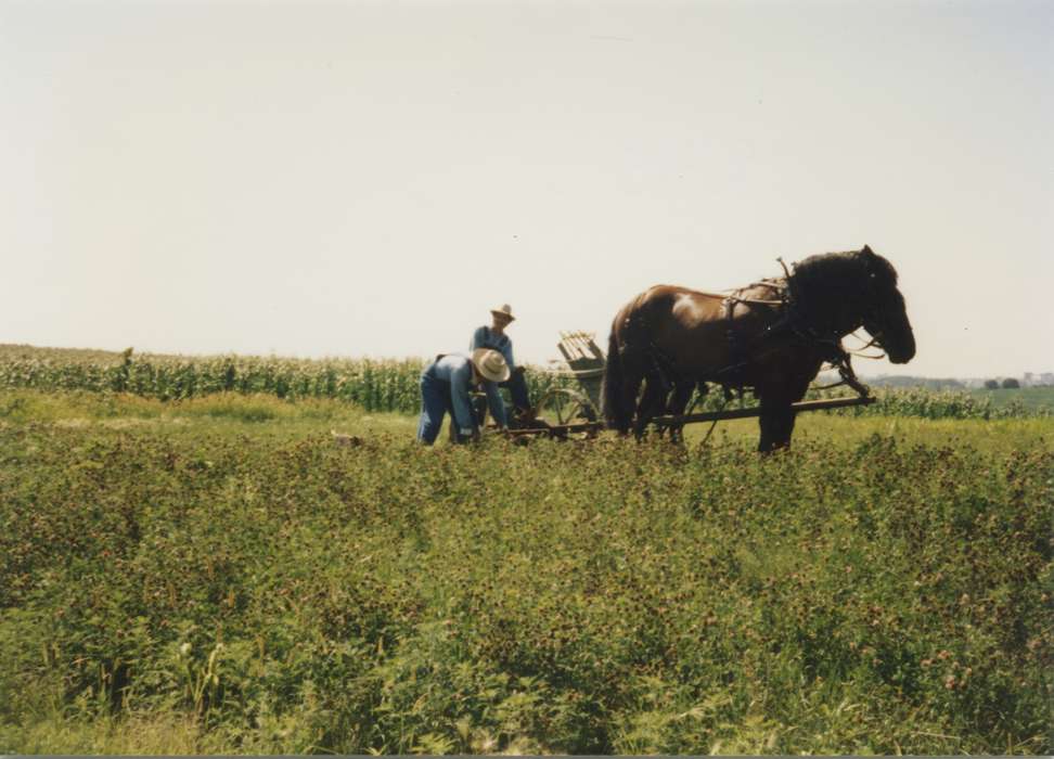 Iowa, horse, field, Urbandale, IA, Animals, history of Iowa, Iowa History, Meyer, Susie, hat, Farms, Labor and Occupations, plow