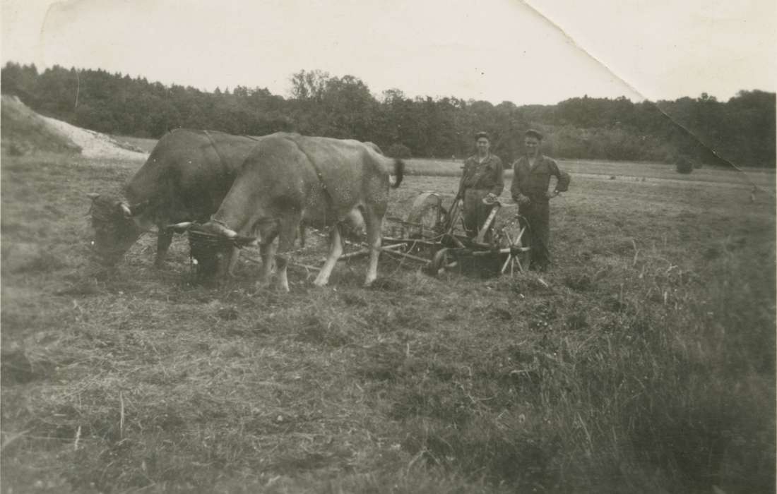 cow, Iowa, Farming Equipment, Animals, Germany, Smith, Diane, Iowa History, history of Iowa, Farms, plow