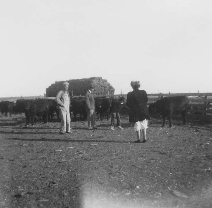 Farms, Douglas, Kathryn, Iowa History, cattle, Animals, Iowa, cows, hay, IA, history of Iowa