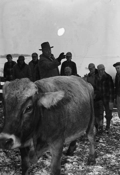 United States, history, ia, Photos, bull, winter coat, snow, Animals, Coon Rapids Enterprise, historic, fedora, Iowa, IA, stocking hat, group, Coon Rapids, Farms