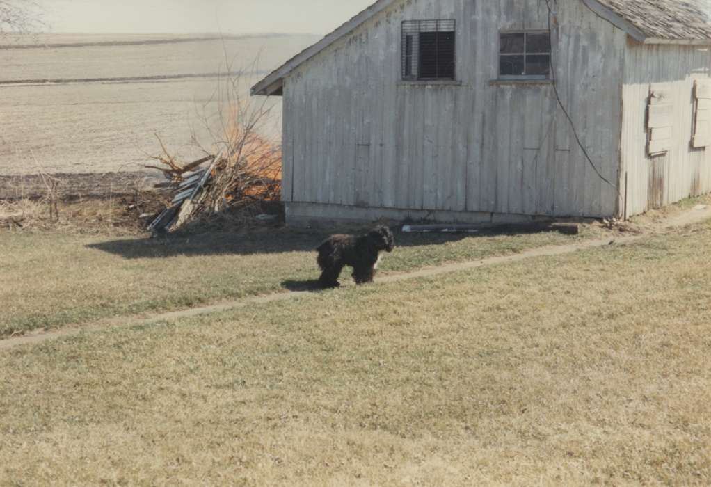 Barns, dog, history of Iowa, Powers, Janice, Iowa History, Animals, Iowa, Central City, IA