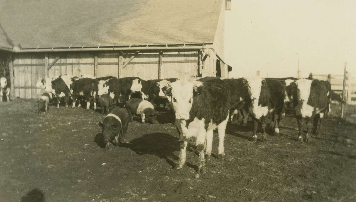 Barns, correct date needed, Meyers, Peggy, cow, Iowa History, history of Iowa, Animals, West Liberty, IA, Farms, Iowa, pig