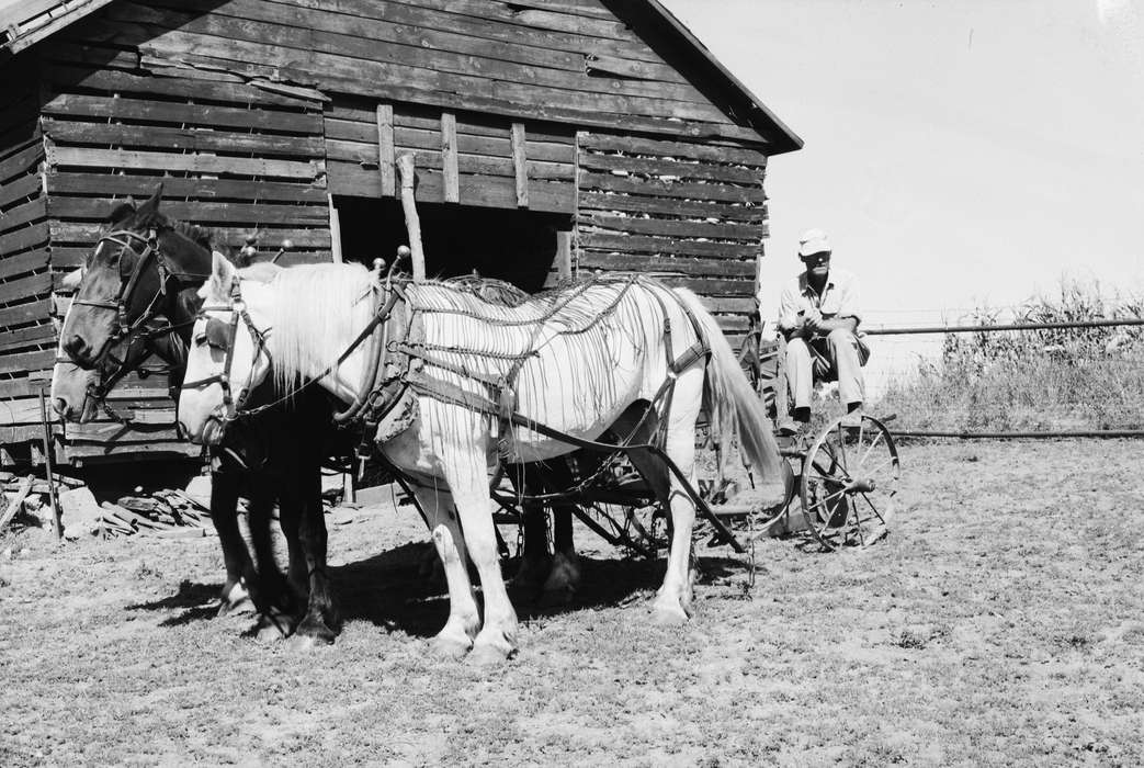 Photos, IA, history, Iowa, Coon Rapids Enterprise, United States, ia, Animals, historic, Coon Rapids