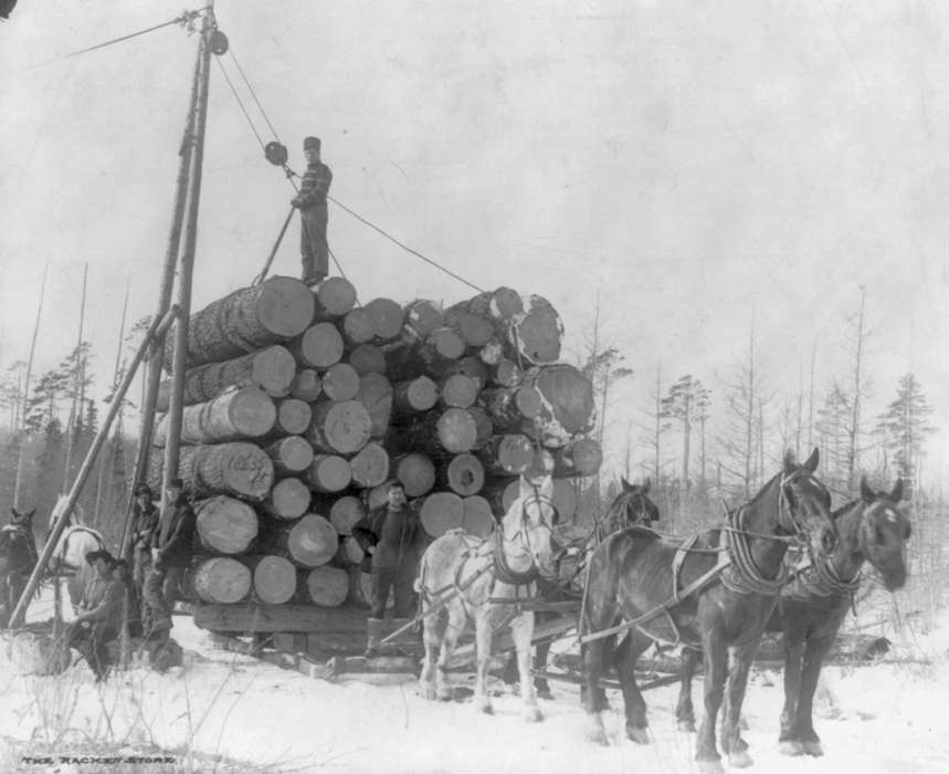 logging, United States, history, Photos, Hubbard, Park Rapids, Animals, horses, Minnesota, historic, mn, MN, Library of Congress, wood