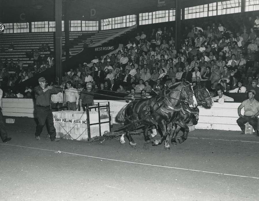 national cattle congress, Animals, cattle congress, horse pull, Photos, history, ia, IA, historic, horse, Black Hawk, Iowa, Waterloo, Fairs and Festivals, Grout Museum of History and Science, United States