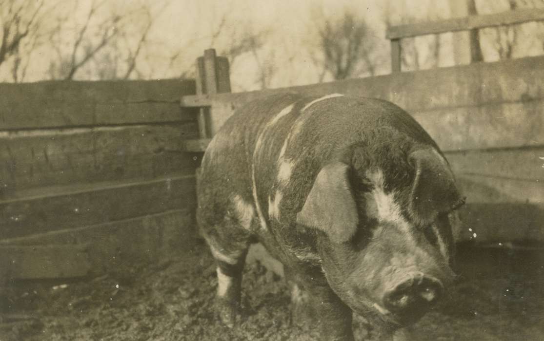 pig, Iowa, Animals, Mortenson, Jill, Iowa History, history of Iowa, hog, Farms, Macey, IA