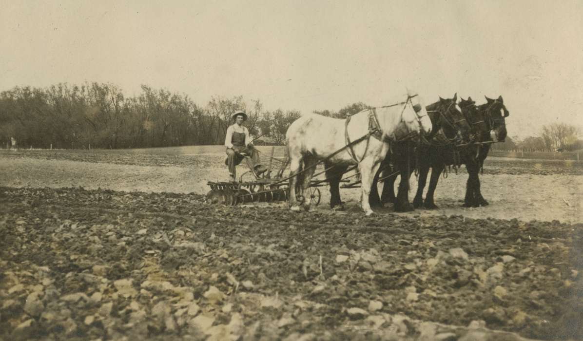 Macey, IA, Farms, field, Iowa History, Mortenson, Jill, plow, Animals, Labor and Occupations, Iowa, history of Iowa