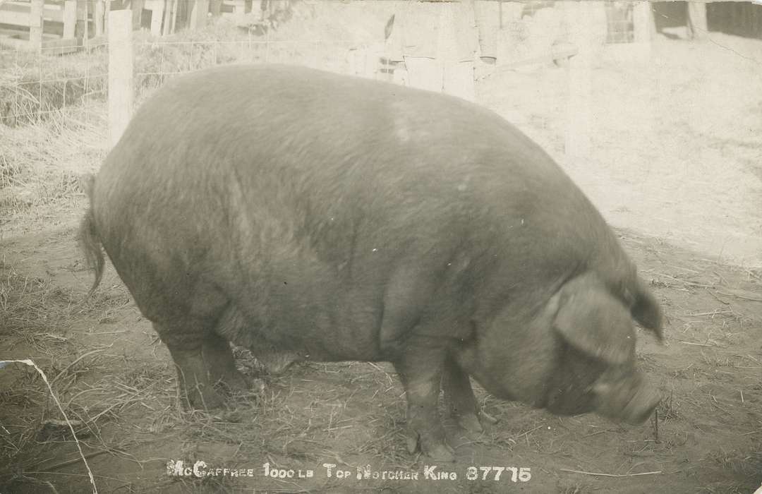 pig, county fair, Waverly Public Library, Animals, Iowa, Iowa History, fence, Waverly, IA, history of Iowa, fair, Fairs and Festivals