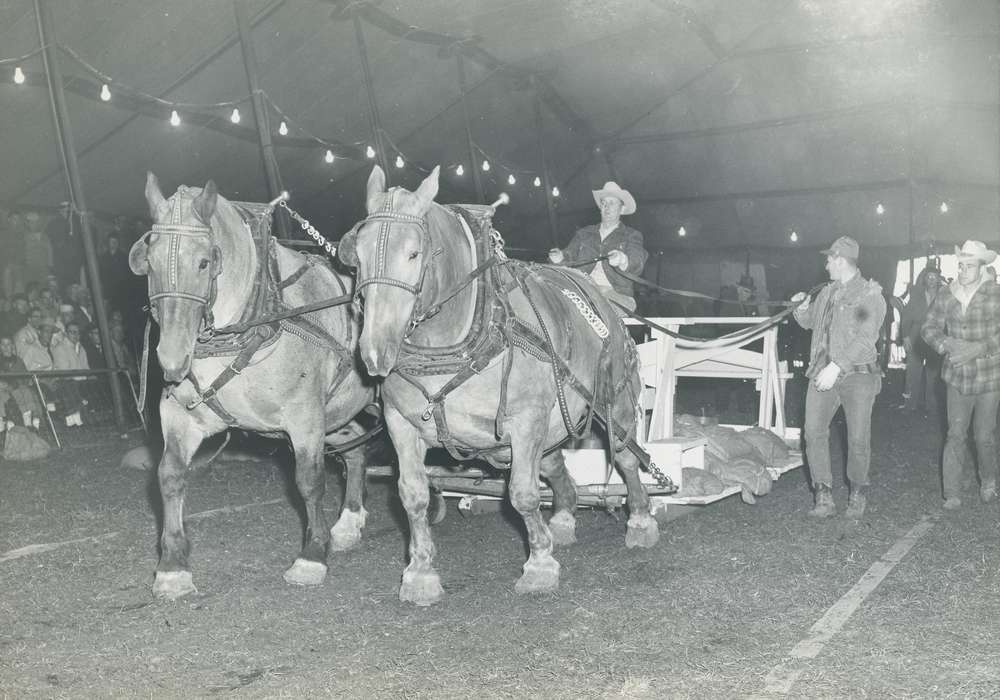 Farming Equipment, horse pull, man, Photos, ia, Civic Engagement, history, horse, historic, fairy light, Iowa, Farms, national cattle congress, cattle congress, IA, Black Hawk, draft horse, Waterloo, horse team, Fairs and Festivals, Grout Museum of History and Science, United States