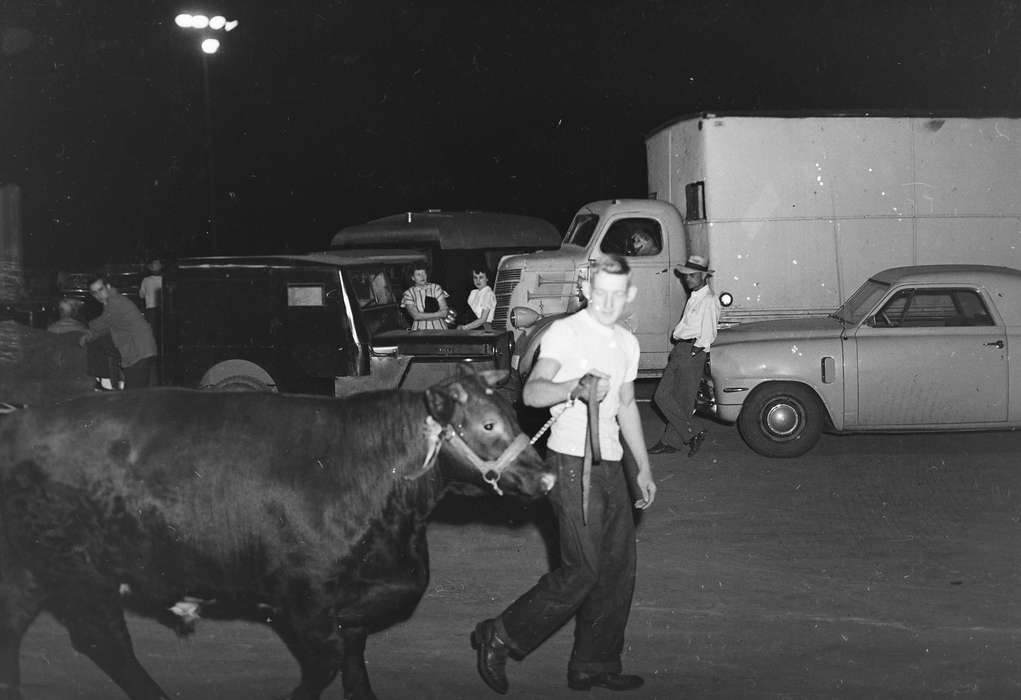 cow, United States, history, ia, Photos, Animals, Coon Rapids Enterprise, county fair, historic, Iowa, IA, Fairs and Festivals, Coon Rapids, Motorized Vehicles
