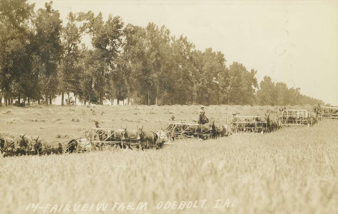 donky, ia, IA, history, postcard, historic, Odebolt, Olsson, Ann and Jons, Sac, Iowa, United States, Photos, Animals