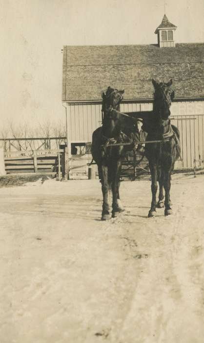 Animals, Iowa History, Barns, Macey, IA, snow, Farms, Mortenson, Jill, history of Iowa, horse, Iowa, Winter