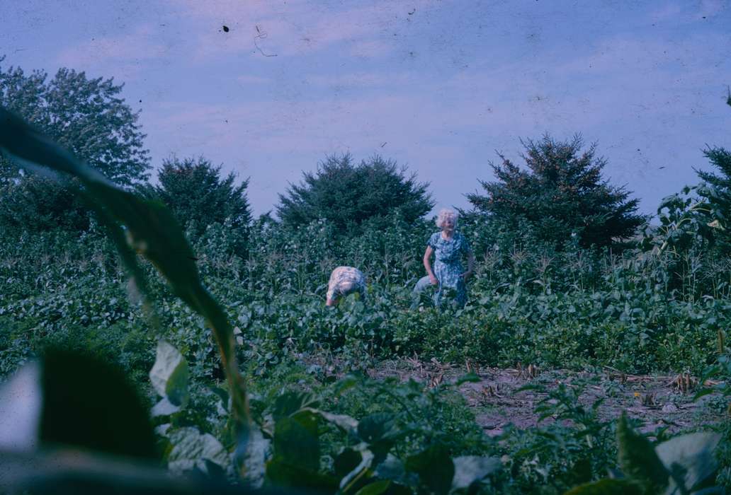 field, Farms, Harken, Nichole, Iowa, Iowa History, history of Iowa
