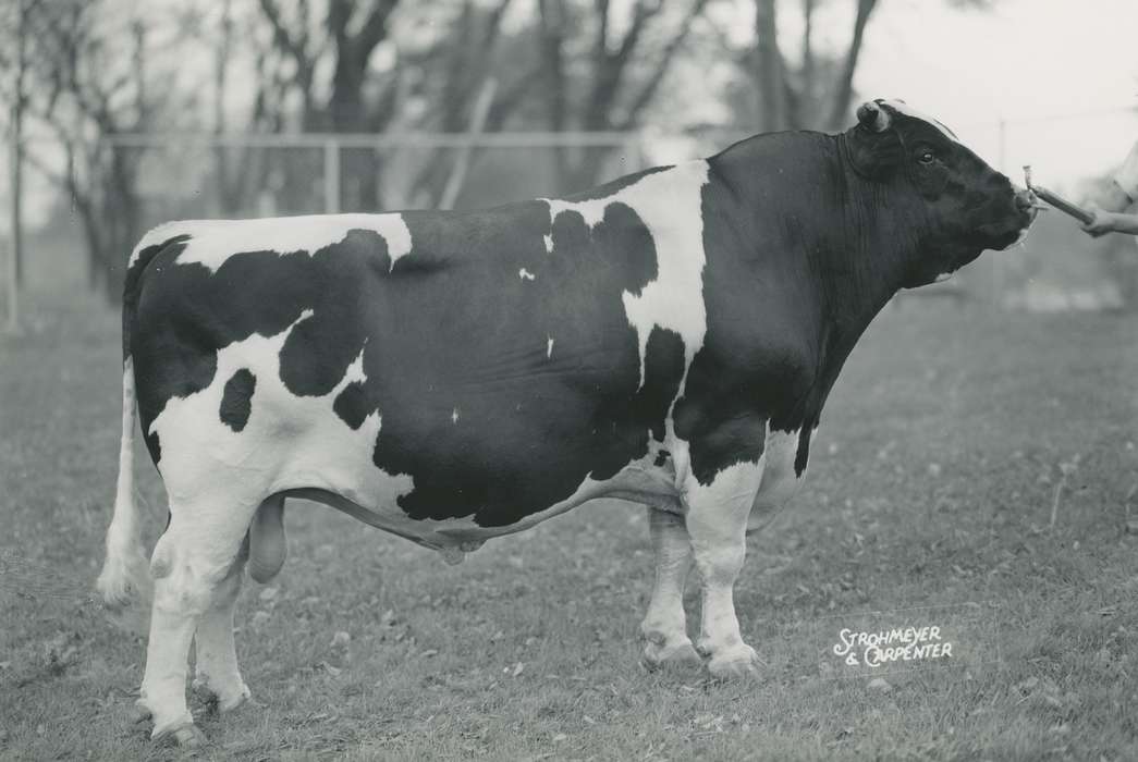 history, Photos, cattle congress, Black Hawk, IA, ia, holstein, Animals, historic, holstein bull, bull, United States, Grout Museum of History and Science, Waterloo, Iowa, national cattle congress
