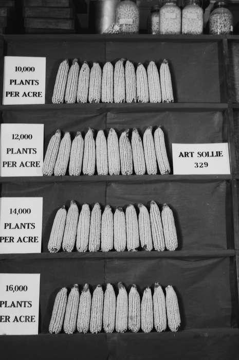 Iowa, IA, United States, Photos, historic, Coon Rapids, history, ia, Coon Rapids Enterprise, corn