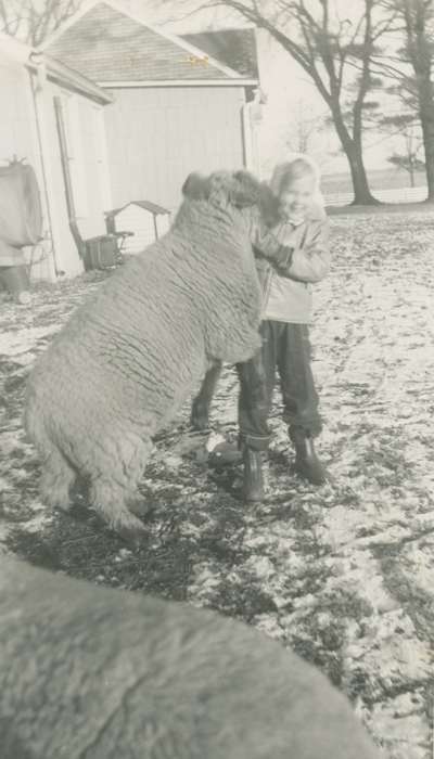 hampshire, Animals, Bull, Ardith, Farms, Iowa History, Dysart, IA, Iowa, history of Iowa, sheep, Children