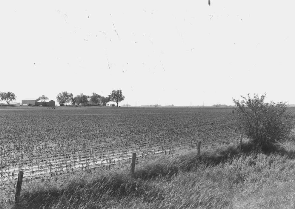 Farms, hail damage, Fuller, Steven, field, Iowa History, Landscapes, Dike, IA, corn, Iowa, history of Iowa