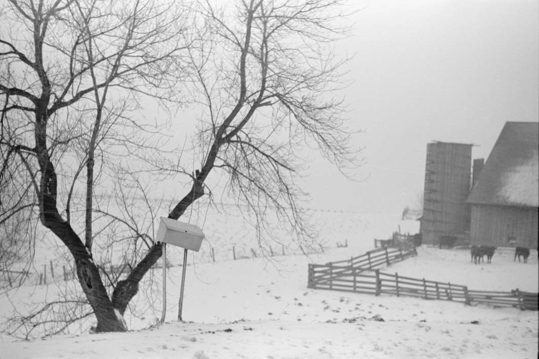 tree, Iowa History, Barns, mailbox, Farms, fence, history of Iowa, Library of Congress, wooden fence, cow, Animals, cows, Iowa, Winter