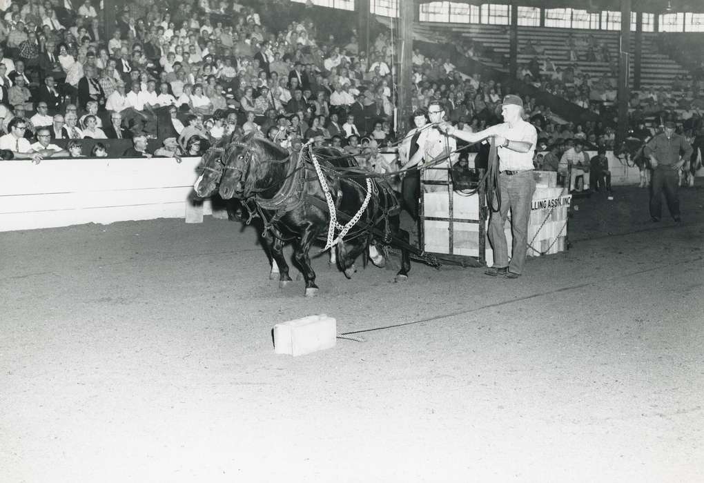 national cattle congress, Animals, cattle congress, horse pull, Photos, history, ia, IA, historic, horse, Black Hawk, Iowa, Waterloo, horse team, Fairs and Festivals, Grout Museum of History and Science, United States