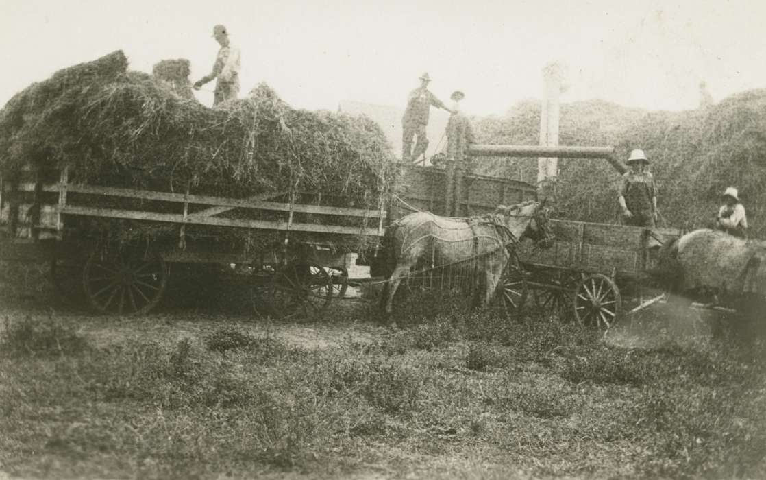 horses, Farming Equipment, history of Iowa, Iowa History, Elbert, Jim, hay, Farms, harvesting, Iowa, Animals, Whittemore, IA