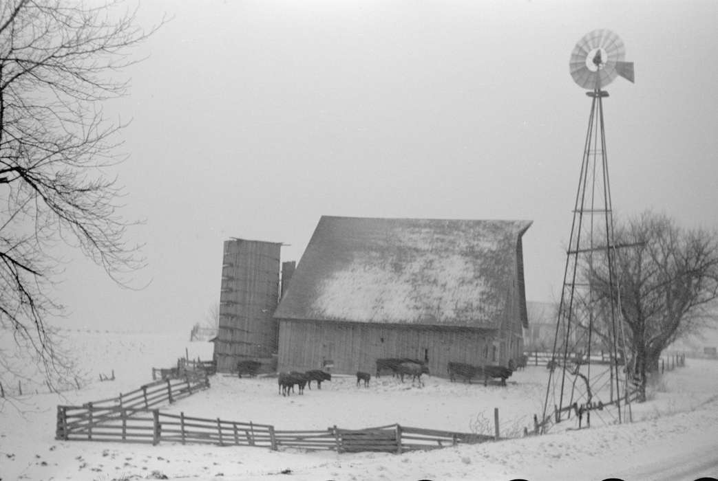 cows, snow, Iowa History, Barns, fence, wooden fence, Winter, cow, Iowa, Library of Congress, Farms, silo, Animals, windmill, history of Iowa