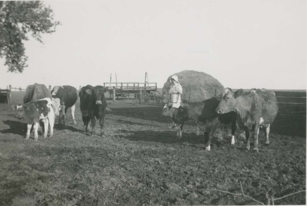cow, Labor and Occupations, Animals, Portraits - Individual, Iowa History, Iowa, cattle, Vining, IA, Cech, Mary, history of Iowa, Farms