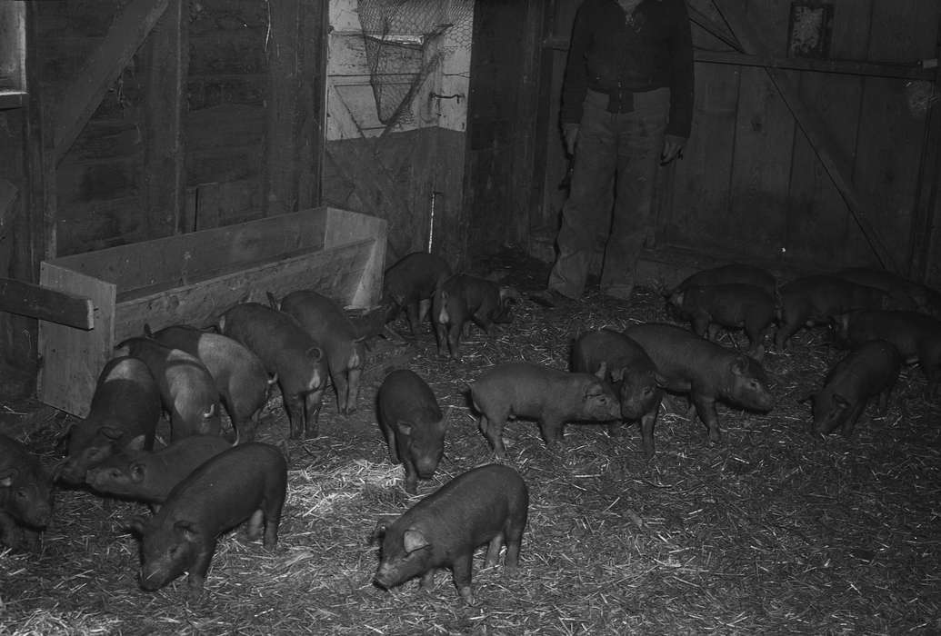 Coon Rapids Enterprise, United States, ia, IA, Coon Rapids, historic, Iowa, history, Animals, Photos
