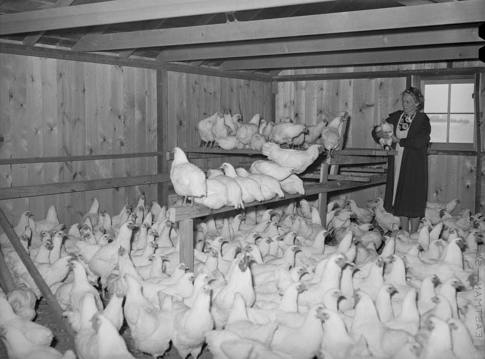 Library of Congress, chicken, Animals, chickens, Iowa, Iowa History, farmer, history of Iowa, headband, chicken coop