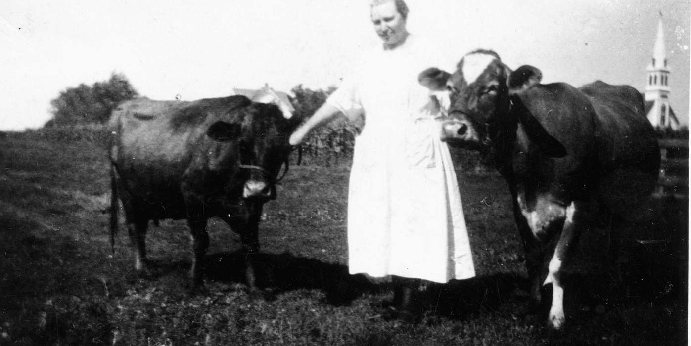 cattle, Portraits - Individual, Cedar Falls, IA, cow, Walker, Erik, Iowa, Animals, church, Iowa History, history of Iowa, Farms