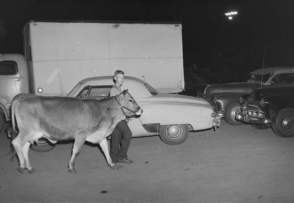 cow, United States, history, ia, Photos, Animals, Coon Rapids Enterprise, county fair, historic, Iowa, IA, Fairs and Festivals, cars, Coon Rapids, Motorized Vehicles