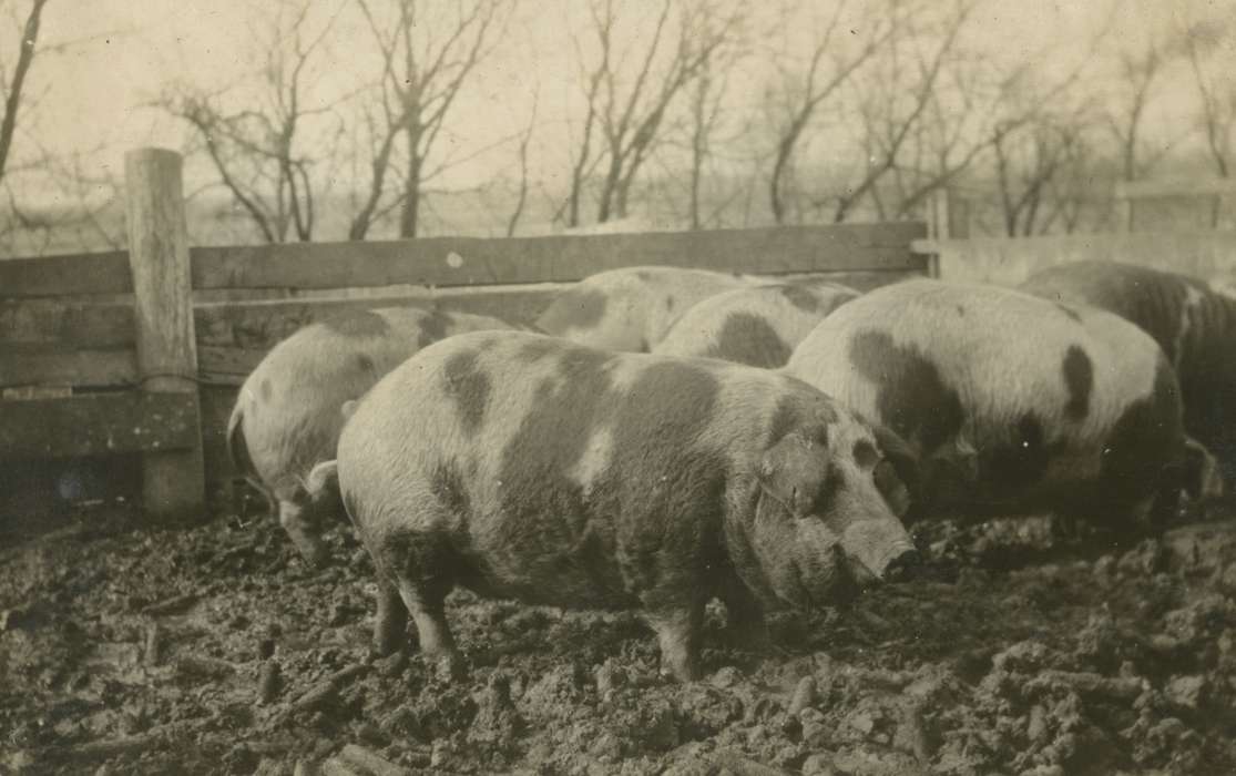 hog, pig, Iowa History, Mortenson, Jill, Macey, IA, Farms, history of Iowa, Animals, Iowa