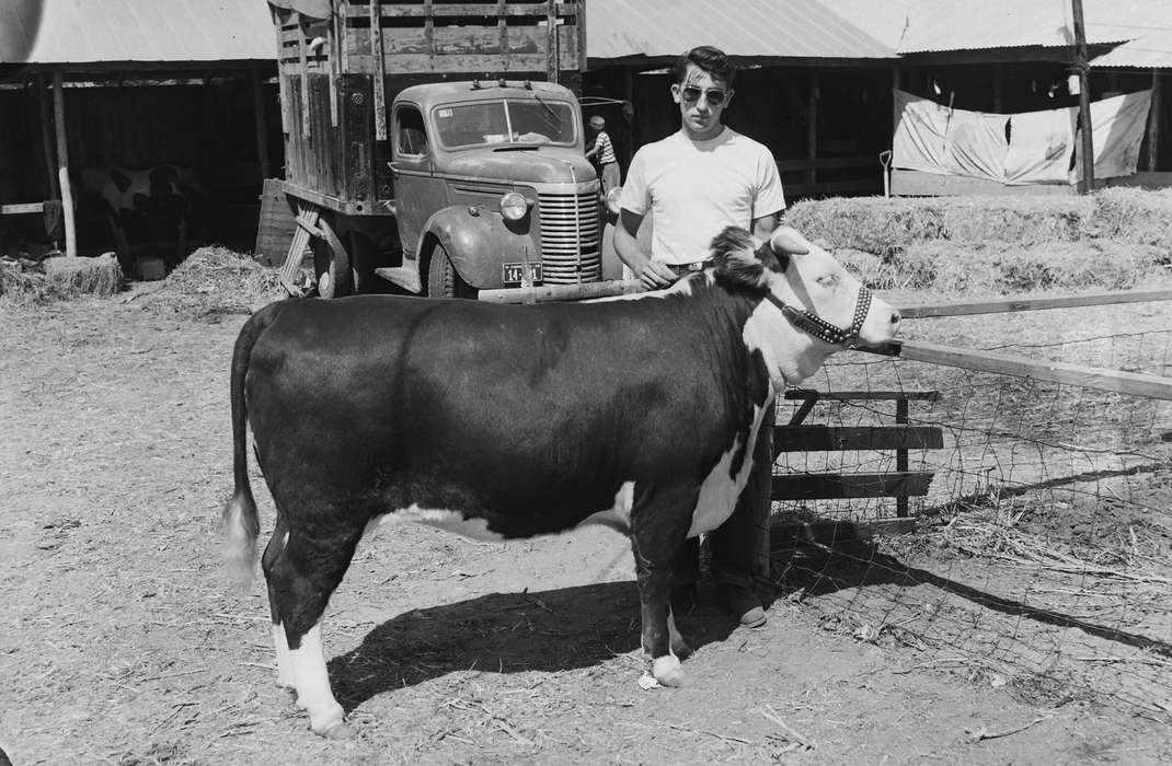 cow, United States, history, ia, Photos, Animals, Coon Rapids Enterprise, county fair, historic, Iowa, IA, Fairs and Festivals, Coon Rapids, Motorized Vehicles