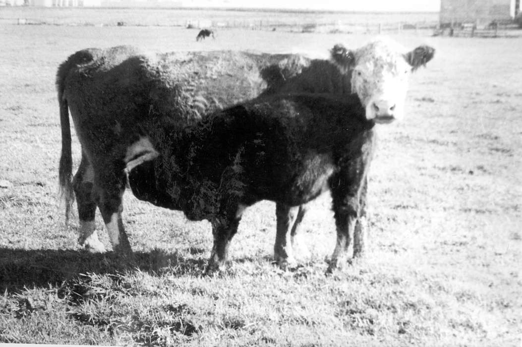 Farms, Animals, cow, Durr, Elizabeth, Iowa History, history of Iowa, Independence, IA, Iowa, calf