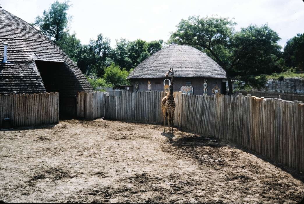 Kansas City, Iowa, zoo, MO, Coon Rapids Enterprise, missouri trip, history, historic, ia, Animals, giraffe, United States, Photos